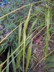 Phaenosperma globosum