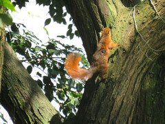 Sciurus granatensis