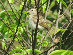 Nesotriccus incomtus