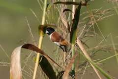 Lonchura spectabilis