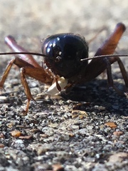 Gryllus pennsylvanicus