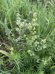 Galium album