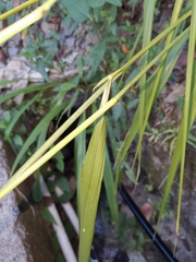 Phaenosperma globosum