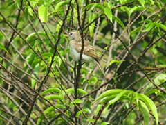 Nesotriccus incomtus