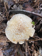 Neolentinus lepideus