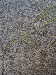 Phaenosperma globosum