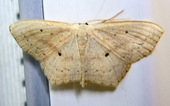 Scopula flaccidaria