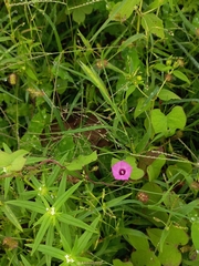 Ipomoea triloba