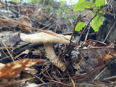 Neolentinus lepideus