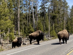 Bison bison