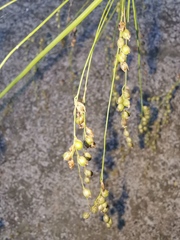 Phaenosperma globosum