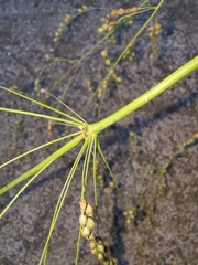 Phaenosperma globosum