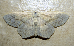 Scopula nigropunctata