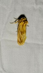 Cirrhophanus triangulifer