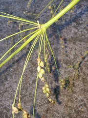 Phaenosperma globosum
