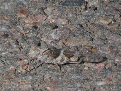 Trimerotropis