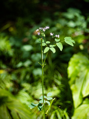 Thalictrum pubescens