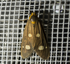 Dysauxes famula