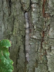 Parallelia bistriaris