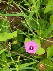 Ipomoea triloba
