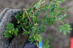 Desmanthus leptolobus