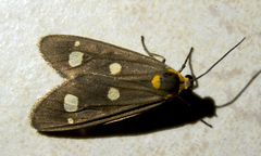Dysauxes famula