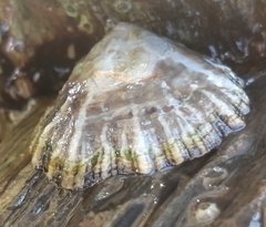 Patellidae