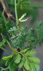 Desmanthus leptolobus