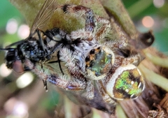 Paraphidippus