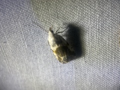 Ponometia candefacta