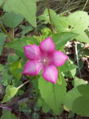 Spigelia scabrella