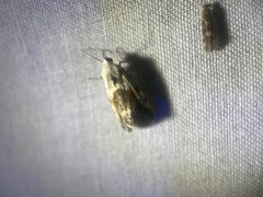 Ponometia candefacta