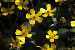 Ranunculus cortusifolius