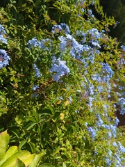 Plumbago auriculata