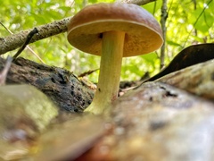 Retiboletus ornatipes