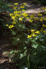 Ranunculus cortusifolius