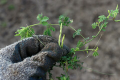 Desmanthus leptolobus