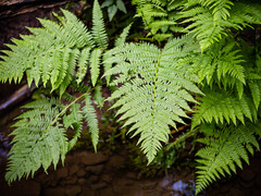 Athyrium angustum