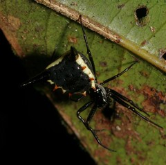 Micrathena pungens
