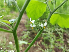 Solanum nigrum
