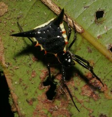 Micrathena pungens