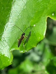 Diplazon laetatorius