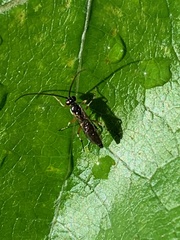 Diplazon laetatorius