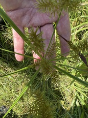 Cyperus erythrorhizos