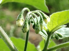 Solanum nigrum