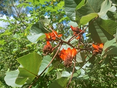 Erythrina breviflora