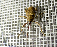 Curculio elephas