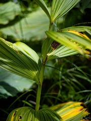 Veratrum viride