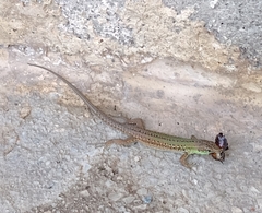 Podarcis siculus