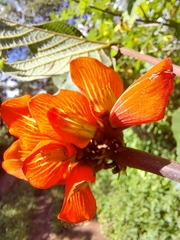 Erythrina breviflora